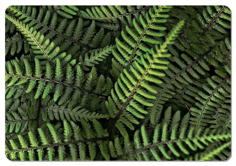 Podkładka - FERNS - 29 cm x 42 cm