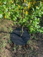 Krążek filcowy zabezpieczający przed chwastami ściółkowanie grafit fi 60 cm - 4