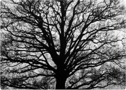 Podkładka prostokątna na stół 29×42 cm, wzór Serenity – ekologiczny filc, pranie 40 °C, Bertoni